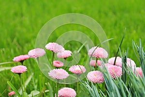 Blurred background, green with small pink flowers