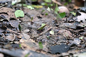 Blurred background with insect live scene in the jungles, Amazon River basin in South America