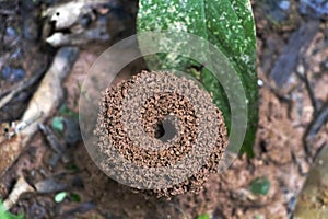 Blurred background with insect live scene in the jungles, Amazon River basin in South America photo