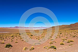 Blurred background with landscape of Bolivian Altiplano