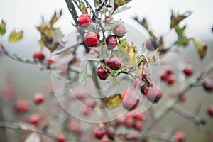 blurred background landscape with yellow leaves and red berries in autumn