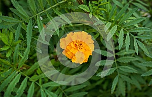 Blurred background. An orange flower is surrounded by green leaves. Autumn flowers marigolds.