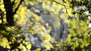 Blurred background poplar fluff in tree branches