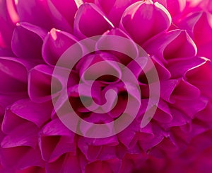 Blurred background. Purple flower close up. Dahlia. Pattern. Summer concept