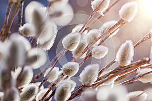 Blurred background of pussy willow buds