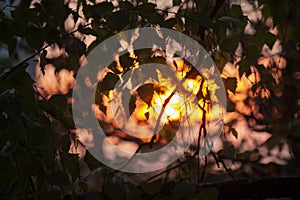 blurred background, the rays of the evening sun through the trees, birch leaves