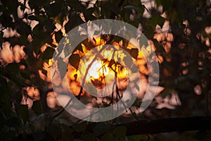 blurred background, the rays of the evening sun through the trees, birch leaves