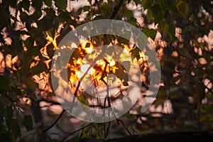 blurred background, the rays of the evening sun through the trees, birch leaves