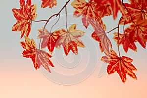 Blurred background. Red maple leaf as an autumn symbol as a seasonal . Maple leaves in the white background