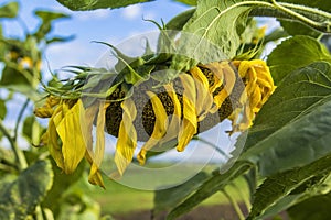 Blurred background ripe sunflower field