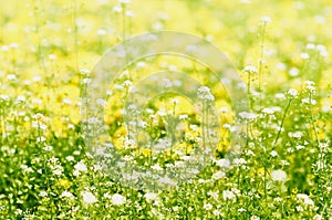 Blurred background of spring flowers and new grass in the meadow for your text. This is an abstraction of a nice light