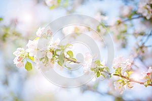Blurred background from spring flowers with sun rays.