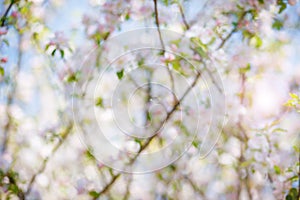 Blurred background from spring flowers with sun rays.