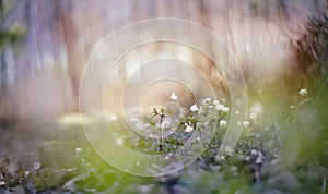 Blurred background with spring primroses - flowers of an anemony