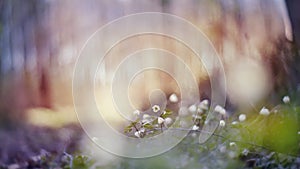 Blurred background with spring primroses - flowers of an anemony