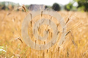 Blurred background of wheat field. Ears of golden wheat close up. Beautiful Nature Sunset Landscape. Rural Scenery Rich harvest