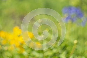 Blurred background with yellow and blue flowers. Beautiful natural background