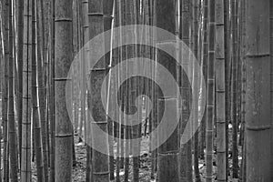 Blurred bamboo in bamboo forest in black and white style photo