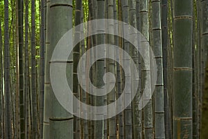 Blurred bamboo in bamboo forest photo