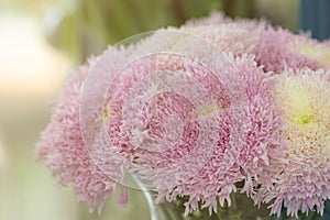 Blurred beautiful pink Chrysanthemum flowers bouquet in glass vase on the table.