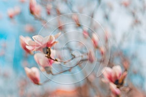 Blurred beautiful spring magnolia flower with blurred background