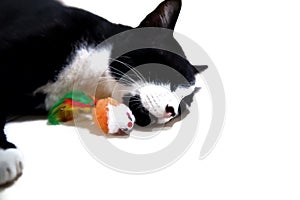 Blurred a black white cat with a toy ,sleeping on the floor,white isolated background with copy space