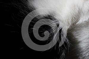 Blurred black and white fur, close up view. Wildlife, animals, textures concept. Cropped shot of black fur.