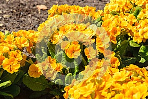 Blurred blossom orange Primrose ,primula vulgaris, spring flowers