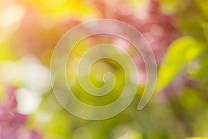 Blurred blossoming spring bright pink lilac flowers on a sunny branch, natural seasonal floral background