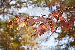 Blurred bokeh of autumn leaves in the forest on a warm Sunny day. Autumn forest, illuminated by the morning sun