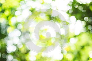 Blurred and bokeh green background fresh morning