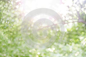 Blurred bokeh tree forest bright under light shine flare of sun for nature background wild, bokeh tree green nature abstract and