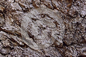 Blurred Brown Nature Background. Beautiful Wooden Texture.Tree Bark Texture.