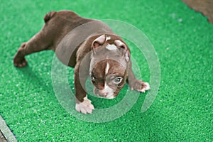 Blurred Brown and white American Bully puppy 1 month standing on