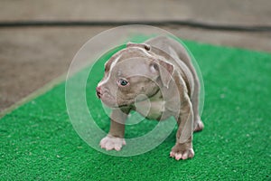 Blurred Brown and white American Bully puppy 1 month standing on