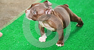 Blurred Brown and white American Bully puppy 1 month standing on
