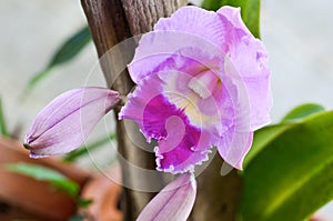 Blurred Cattleya orchid