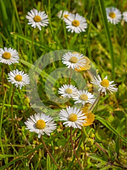 Blurred Chamomille flowers grow at wild summer meadow. White chamomile flowers in the field