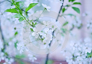 Blurred cherry-tree flowers