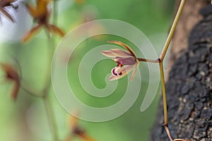 Blurred close up Cymbidium aloifolium orchid flower.Common Name The Aloe-Leafed Cymbidium plant.