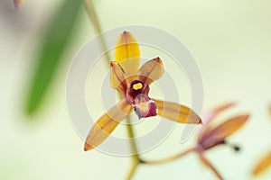 Blurred close up Cymbidium aloifolium orchid flower.Common Name The Aloe-Leafed Cymbidium plant.