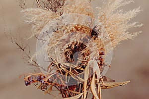 Blurred close up photo of female hand holding beautiful autumn bouquet of dried flowers.