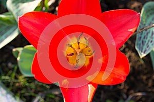 Blurred closeup of beautiful red tulip.