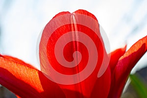 Blurred closeup of beautiful red tulip.