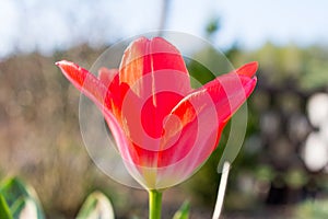 Blurred closeup of beautiful red tulip.