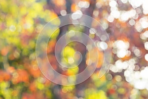 Blurred colorful forest nature bokeh abstract background