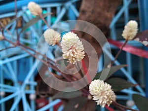 Blurred concept Alternanthera brasiliana, Calico plant, blossom flowers