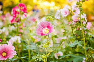 Blurred of cosmos flowers soft blur