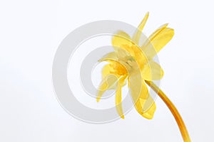 Blurred cute yellow flower on white background