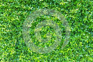 Blurred defocus shot of small natural green leaves wall inside garden decoration. Ideal for background or wallpaper with empty